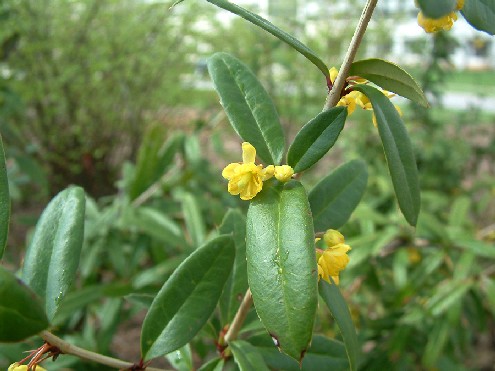 berberis