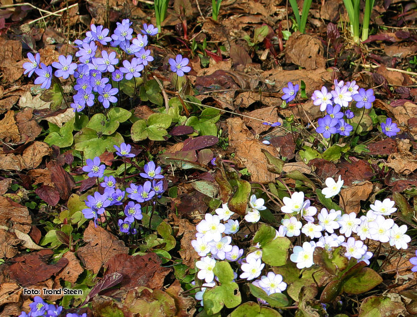 hepatica