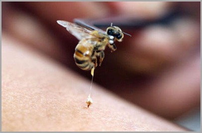 tratar picada de abelha