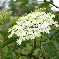 ebulo-sabugueiro