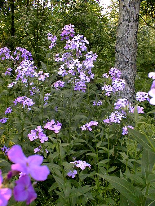 hesperis-matrona